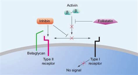 7 The Regulation Of Activin Signalling Follistatin Binds Activin With