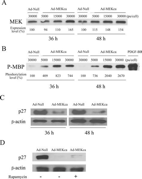 PDGF BB Regulates P27 Expression Through ERK Dependent RNA Turn Over