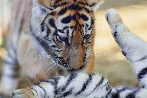 Little Tiger Cub Playing. Young Tiger Stock Image - Image of animal ...