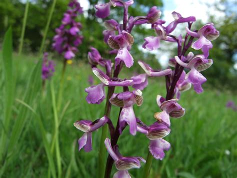 Photographs Of Wild Orchids In Kent England