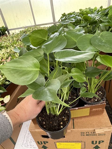 Philo Monstera Deliciosa Tri State Foliage Prebook Shop