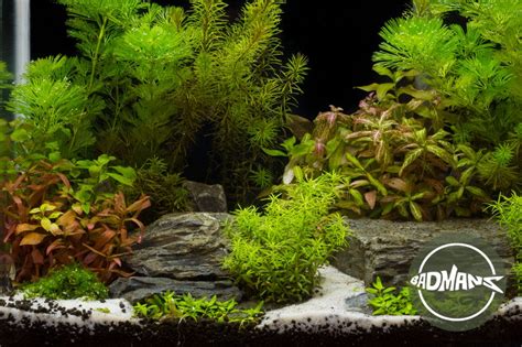 Ludwigia Repens The Complete Care Guide For Beginner Aquarists