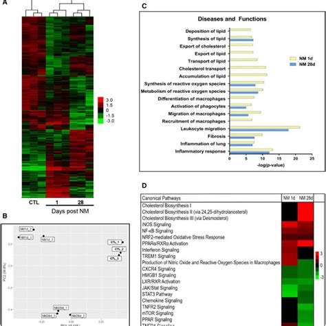 Rna Seq And Ingenuity Pathway Analysis Ipa Of Lung Macrophages Lung Download Scientific