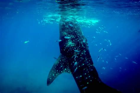 Scuba diving with whale sharks in the Maldives | Scuba Diving Earth