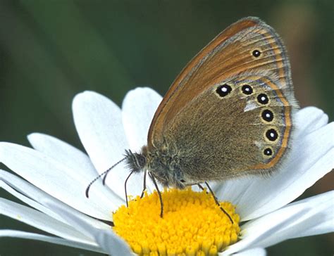 lepinet fr Coenonympha glycerion L Iphis le Fadet de la Mélique