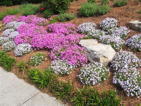 Creeping phlox (Phlox Subulata) ground cover for sunny dry hillside ...