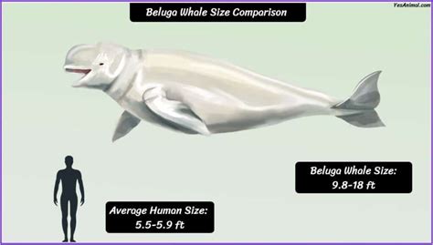 Beluga Whale Size: How Big Are They Compared To Others?