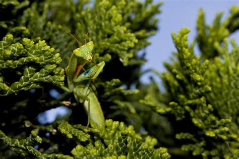 New Zealand Praying Mantis Project Noah