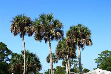 Discover 14 Types of Palm Trees in Florida - A-Z Animals