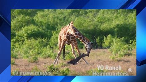 WATCH VIDEO: Giraffe birth caught on camera at Hill Country ranch