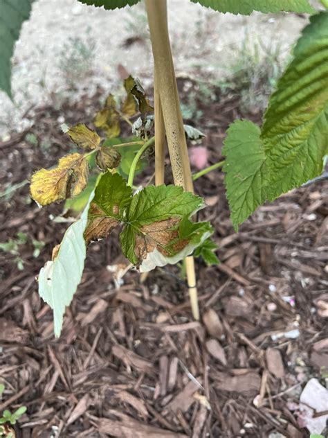 Are My Raspberries Too Far Gone R Plantclinic