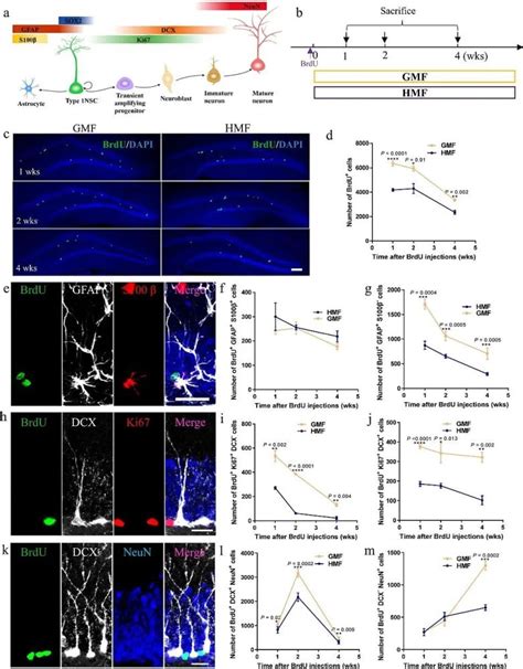 Nature Communications：亚磁场暴露减弱小鼠成体海马神经发生和认知功能 腾讯新闻