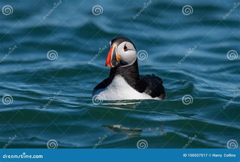 Atlantic Puffin Landing In The Water Stock Image Image Of Cute