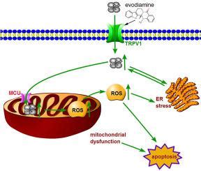 Evodiamine Induces Ros Dependent Cytotoxicity In Human Gastric Cancer