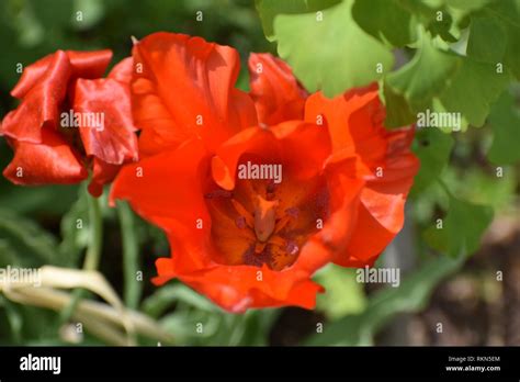 Denver Botanic Gardens Stock Photo - Alamy