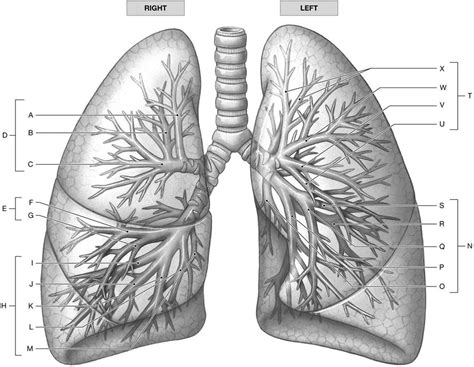 diagram 24.2 gross anatomy of lungs Diagram | Quizlet