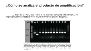 FUNDAMENTOS DE LA PCR PPT