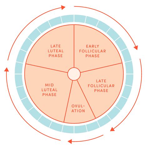 Your Menstrual Cycle 101 What S Normal Optimal Period