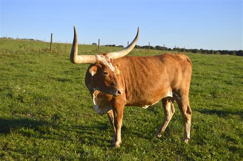 Longhorn Cattle Nutrition Facts | Besto Blog