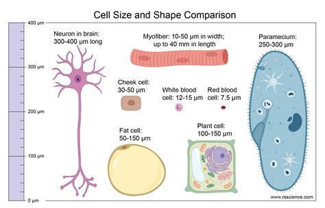 What Is Cytoplasmic Streaming Rs Science