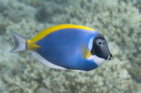 Pez Cirujano Doctor (Acanthurus spp.) - Acuarios.Top