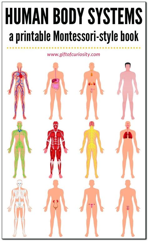 Pin By Rabia Alpan On Sistemler Human Body Systems Body Systems