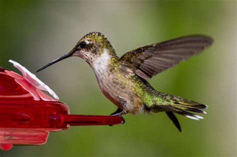 Prepara este néctar casero para alimentar y atraer colibríes a tu casa