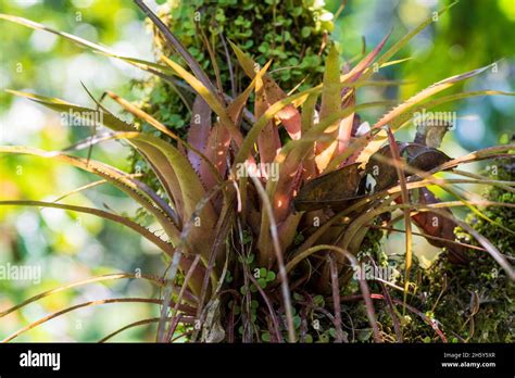 Amazonische pflanze Fotos und Bildmaterial in hoher Auflösung Alamy