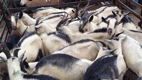 Feira Dos Caprinos E Ovinos Em Campina Grande Para Ba Cabras Nativas