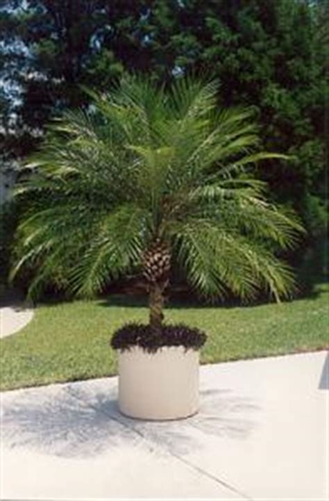 Pygmy Date Palms Lovetoknow