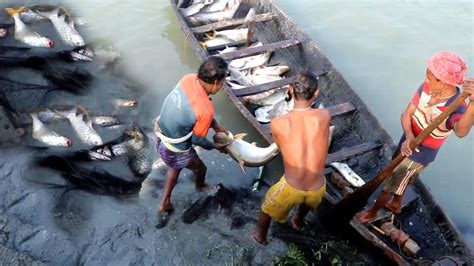 হাওরে জেলেদের জালে এত বড় বড় মাছ ধরা পড়ছে। হাওরের মাছে জেলেদের নৌকা