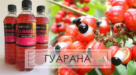 Гуарана (99 фото) » НА ДАЧЕ ФОТО