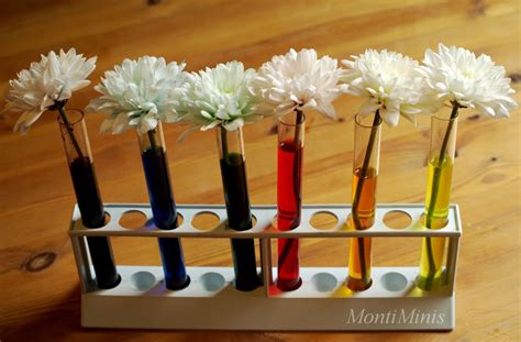 Regenbogenblumen - Experimentieren mit Farben - Montessori Blog & Shop