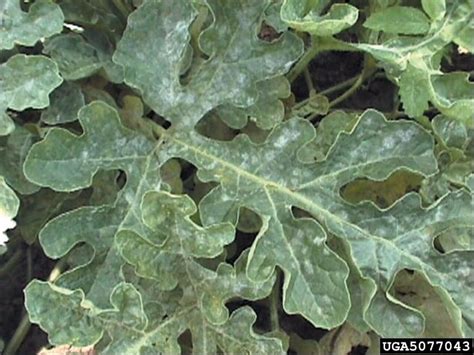 Powdery Mildew On Watermelon Weekly Crop Update