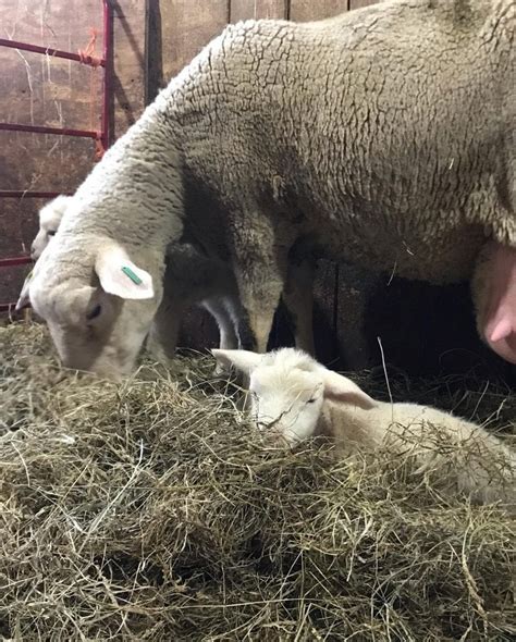 Critical Nutrition Inputs For Ewe Nutrition OSU Sheep Team