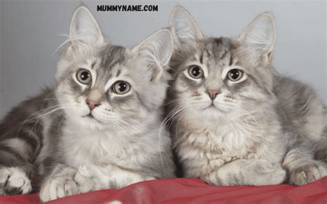 230+ Best, Unique Cat Names For Your Kitty Companion - Mummy Name