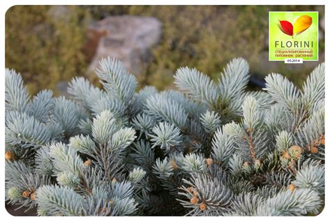 Купить Ель колючая Глаука Глобоза Picea pungens Glauca Globosa - в ...