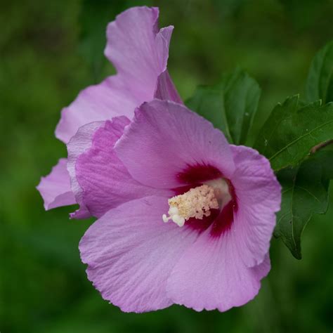 Rose Of Sharon Varieties For Your Landscape Off