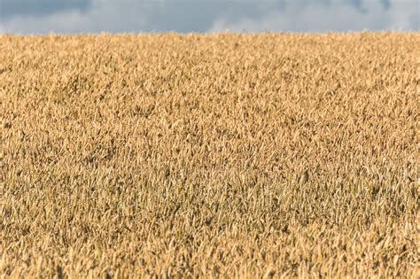 Grain field | Copyright-free photo (by M. Vorel) | LibreShot