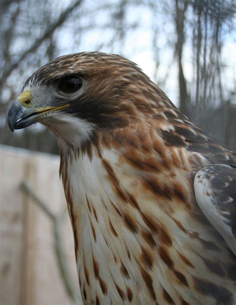 Raptors At Raptor Hill Falconry