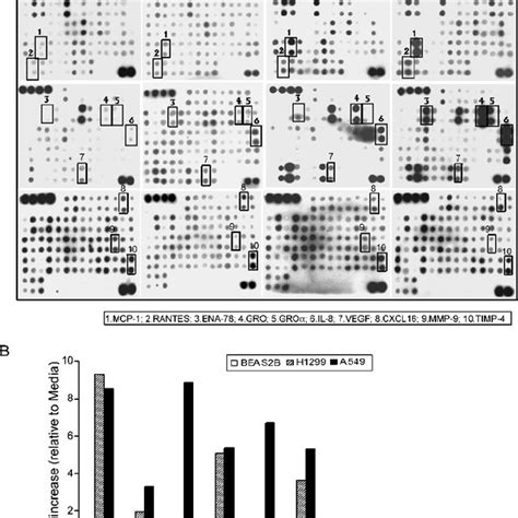 Lung Cancer Cells Produced High Amounts Of Mcp 1 And Il 8 The Download Scientific Diagram