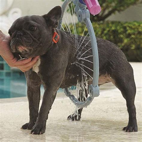 French Bulldog Puppy Care Guide - French Bulldog Breed Essentials: Shop ...