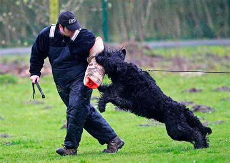 Methods to Train Black Russian Terrier - Strategies and Techniques for Easy Training of Pets