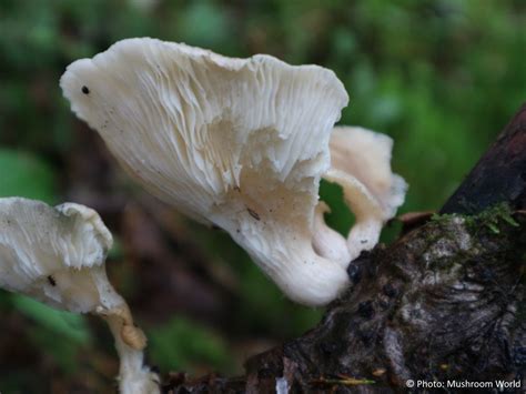 Pleurotus Pulmonarius Mushroom World