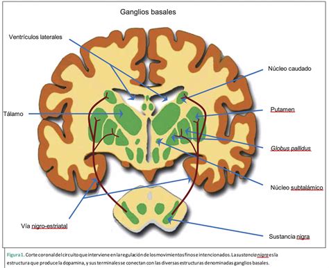 No Todo Lo Que Tiembla Es Parkinson Gaceta Unam