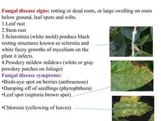 Signs and symptoms of plant disease | PPT | Free Download