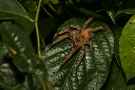 Show Us Your Worldwide Arachnids And Insects Wildlife Images From