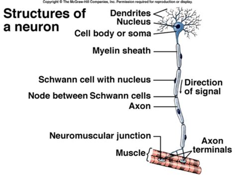 AB Chapter 33 Nervous Coordination Flashcards Quizlet