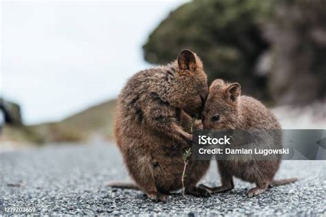 Mother And Baby Quokka Eating Green Twigs Cute Quokkas On Rottnest Island Western Australia ...