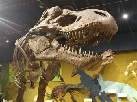 Cleveland Museum Of Natural History Has A Dinosaur Exhibit The T Rex Is Awesome⭐ Dinosaur